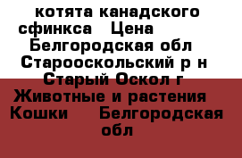 котята канадского сфинкса › Цена ­ 8 000 - Белгородская обл., Старооскольский р-н, Старый Оскол г. Животные и растения » Кошки   . Белгородская обл.